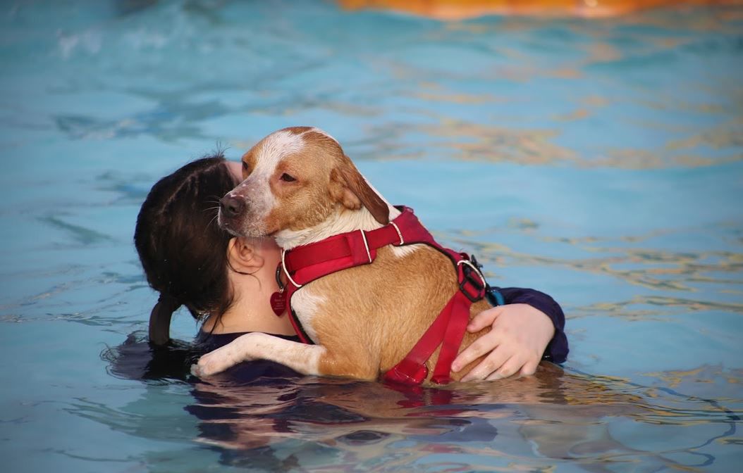082318ho-doggie-dip-4